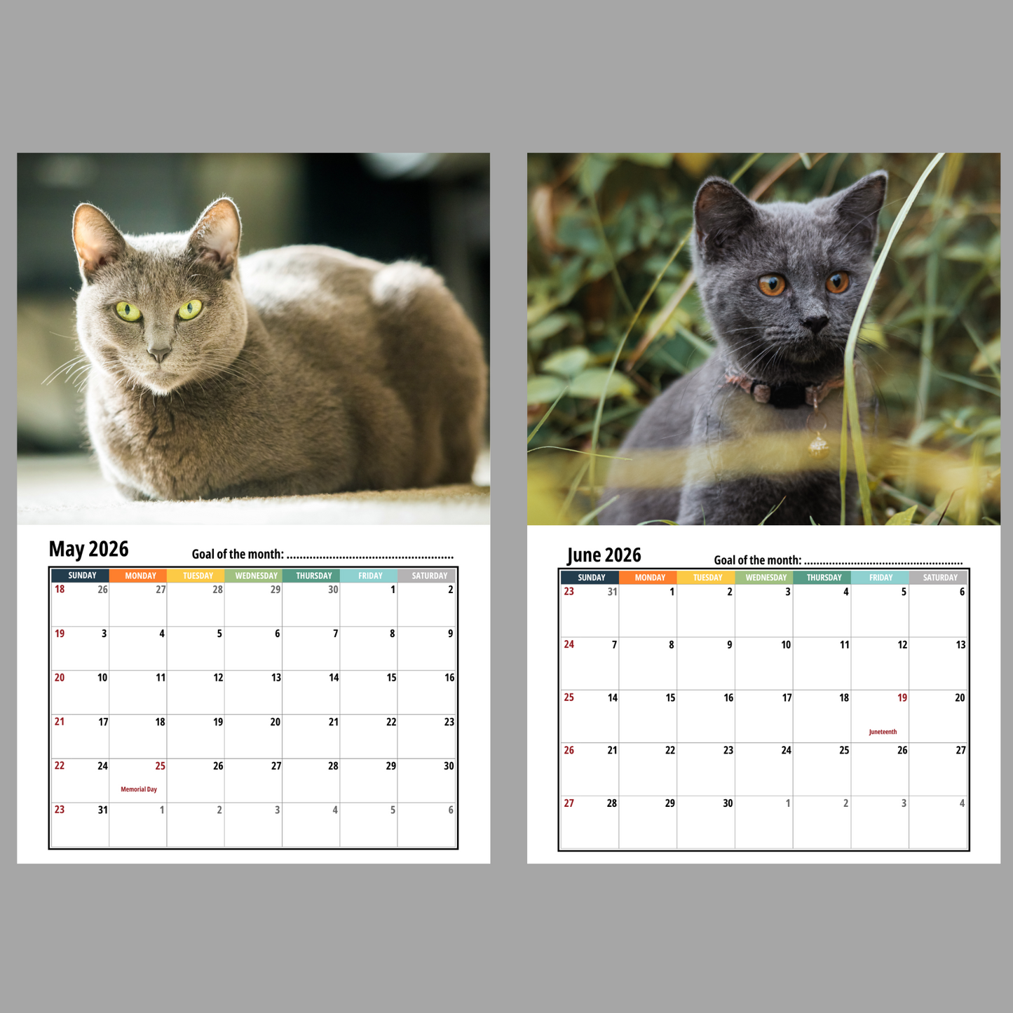 Two calendar pages showing russian blue cats and a gray background