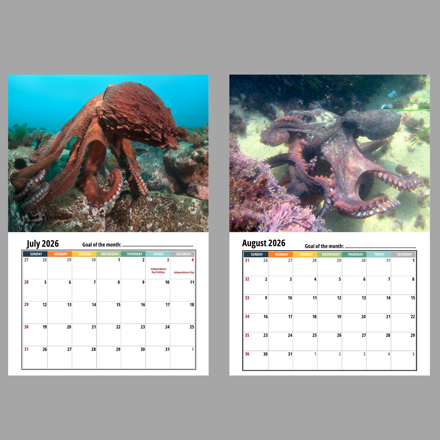 Two octopus images with calendar pages for July and August 2026 on a gray background.