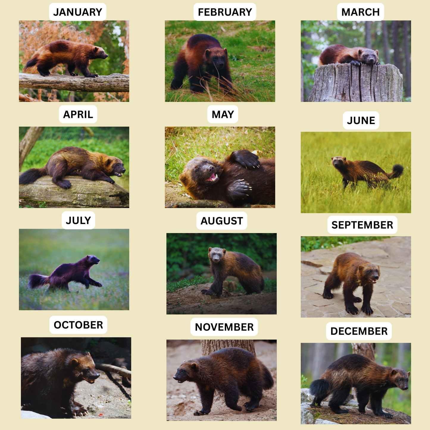 Wolverine Wall Calendar 2026