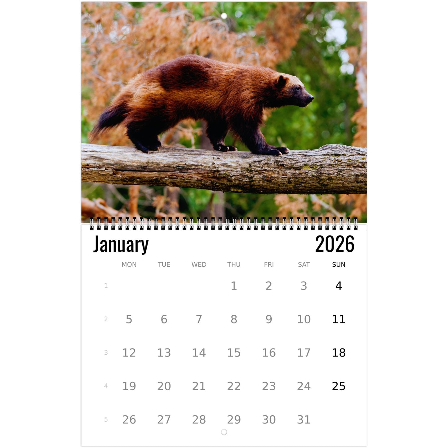 Wolverine Wall Calendar 2026