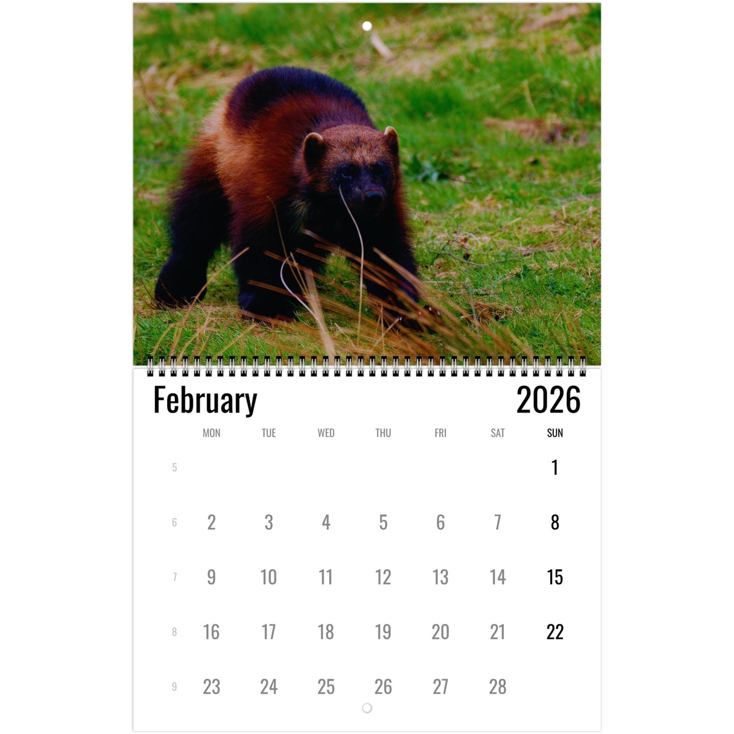 Wolverine Wall Calendar 2026