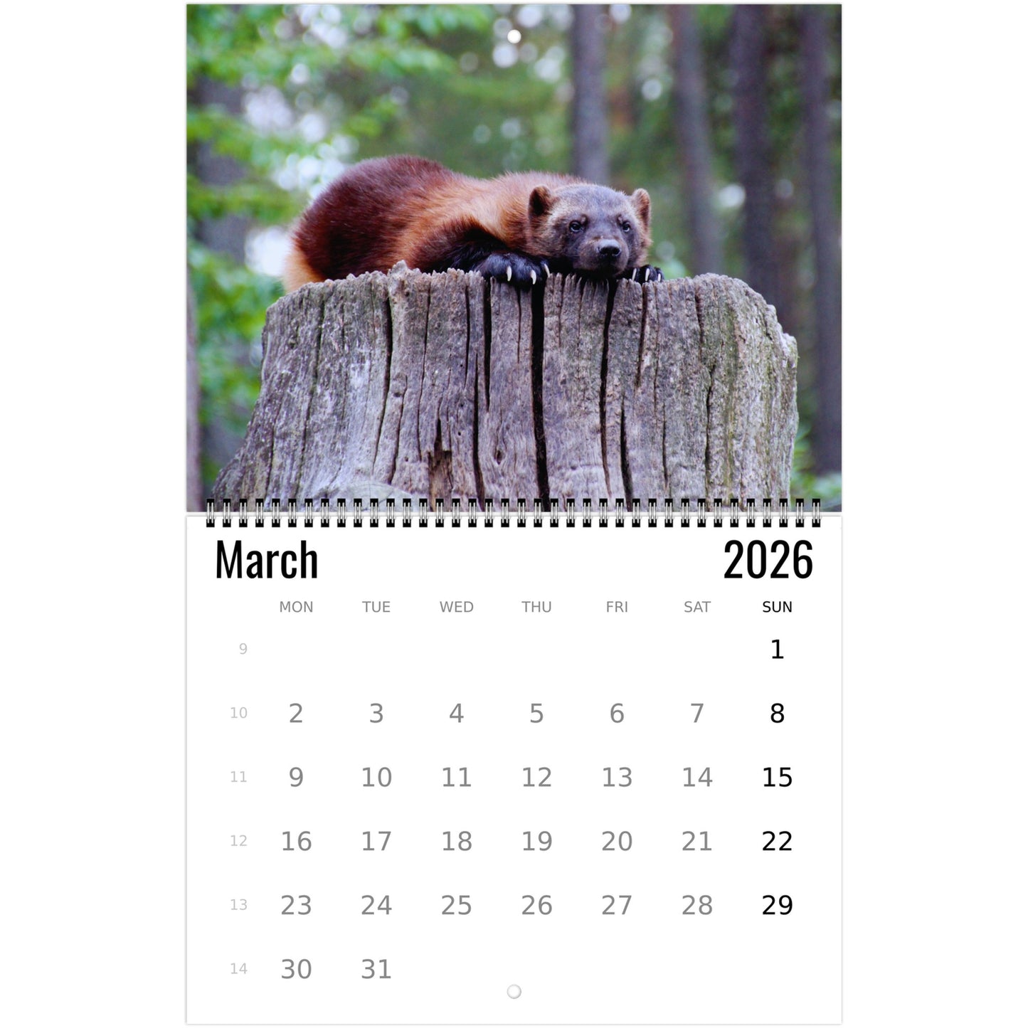 Wolverine Wall Calendar 2026