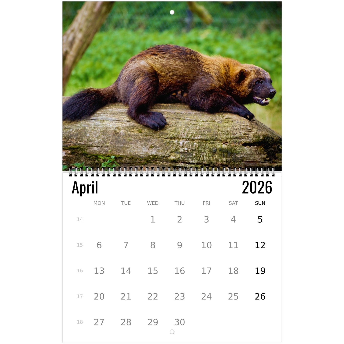 Wolverine Wall Calendar 2026