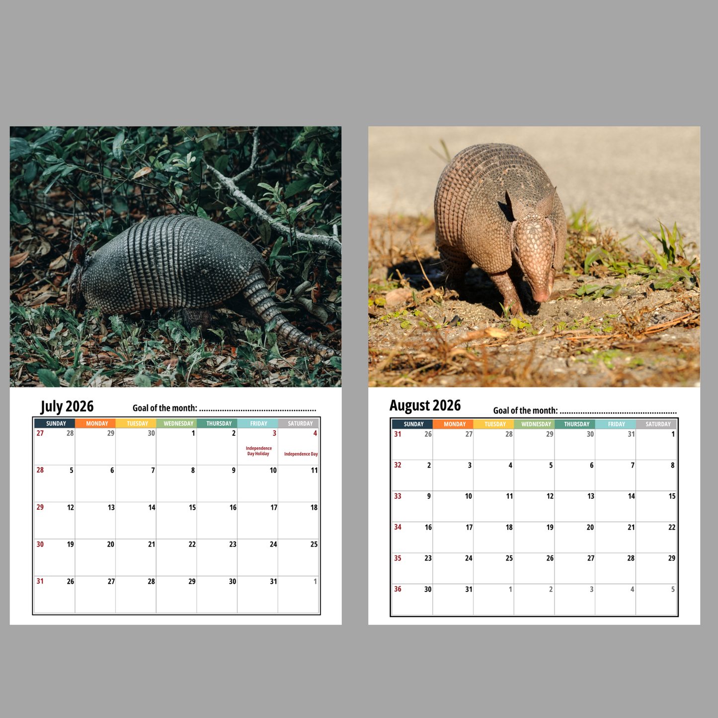 Armadillo Wall Calendar 2026