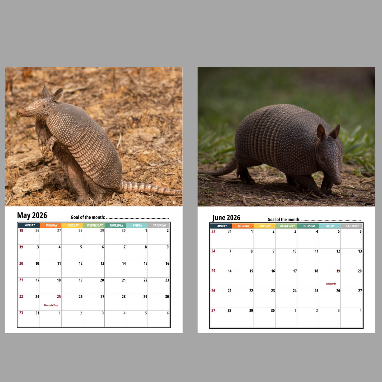 Armadillo Wall Calendar 2026