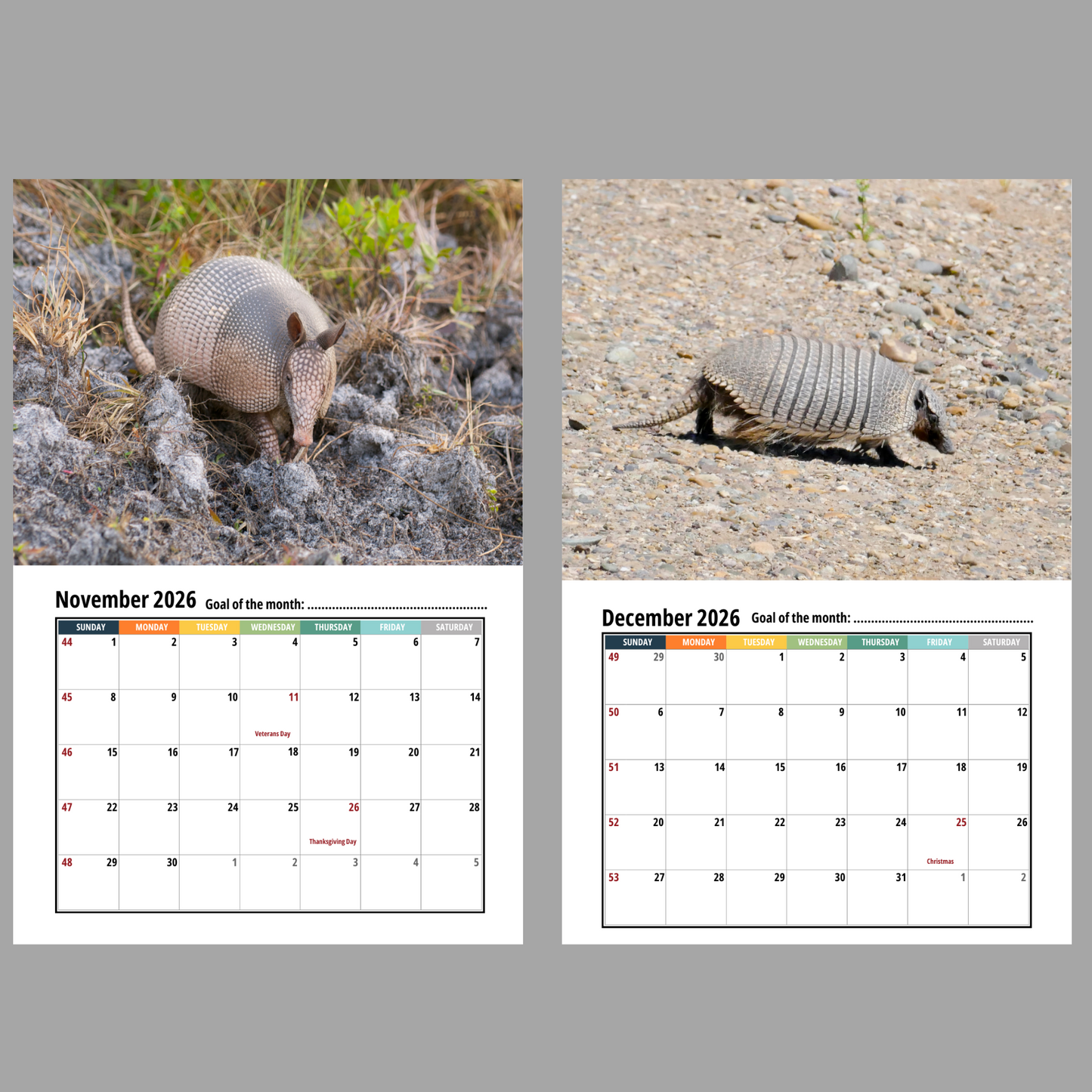 Armadillo Wall Calendar 2026