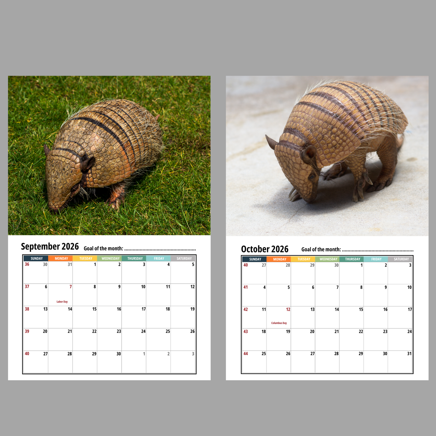 Armadillo Wall Calendar 2026
