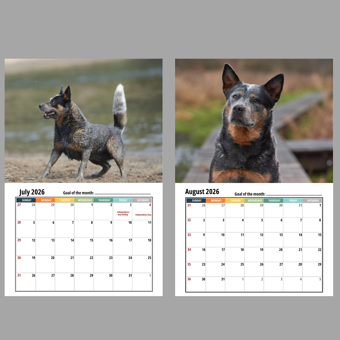 australian_cattle_dog_2026 Calendar