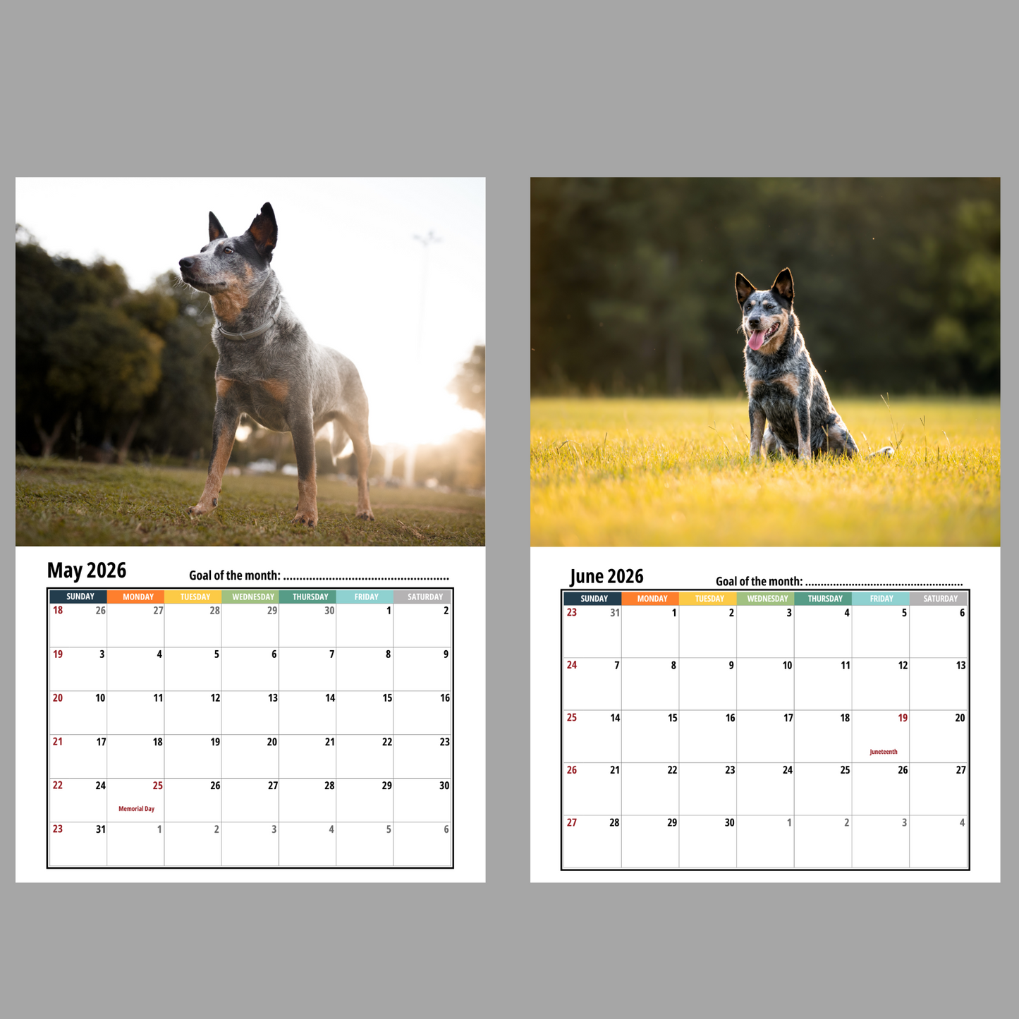 Australian Cattle Dog Wall Calendar 2026