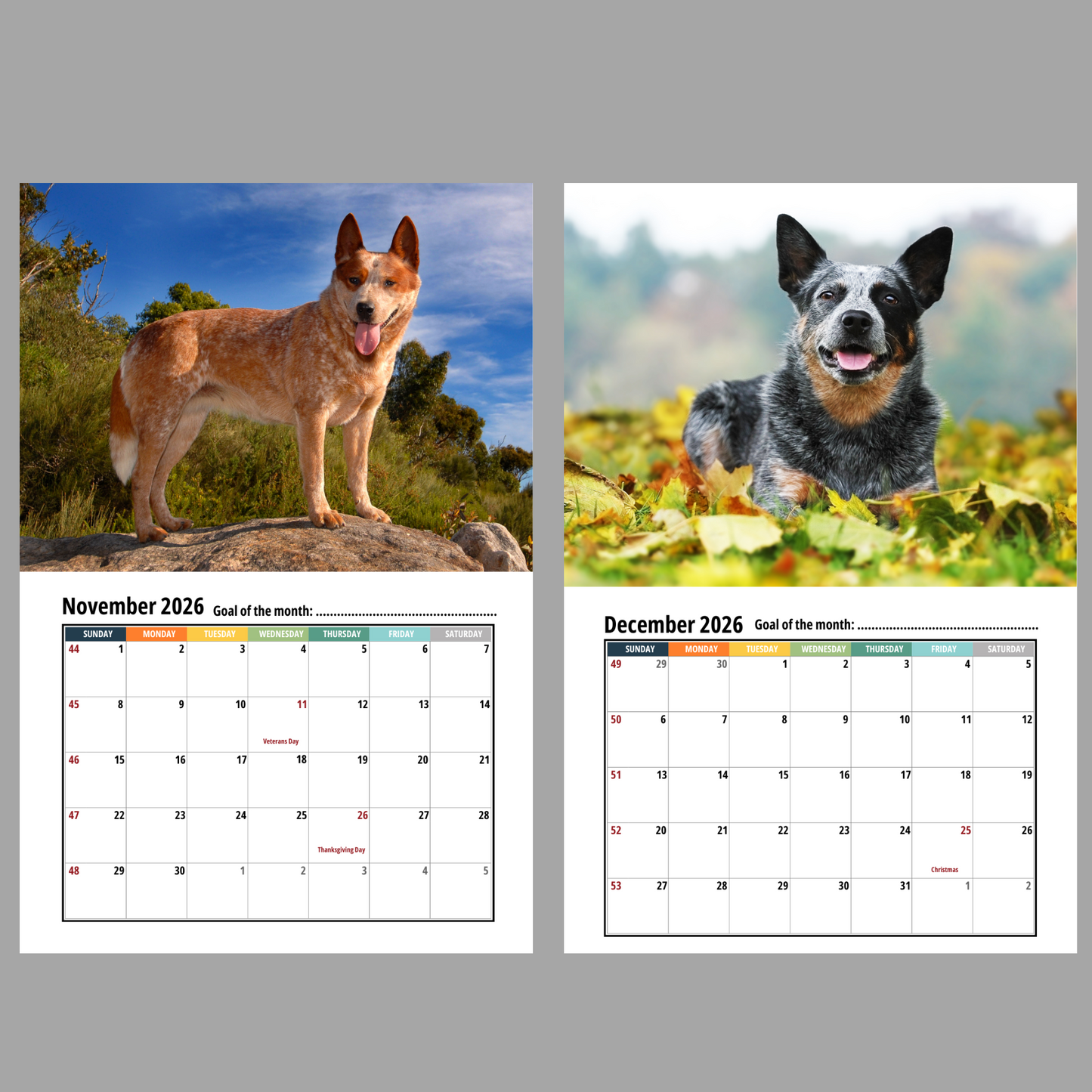 Australian Cattle Dog Wall Calendar 2026