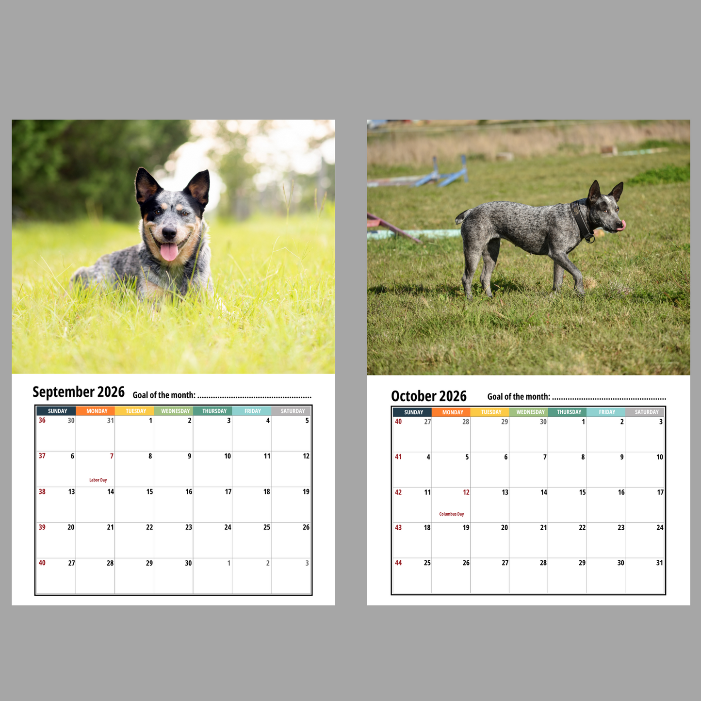 Australian Cattle Dog Wall Calendar 2026