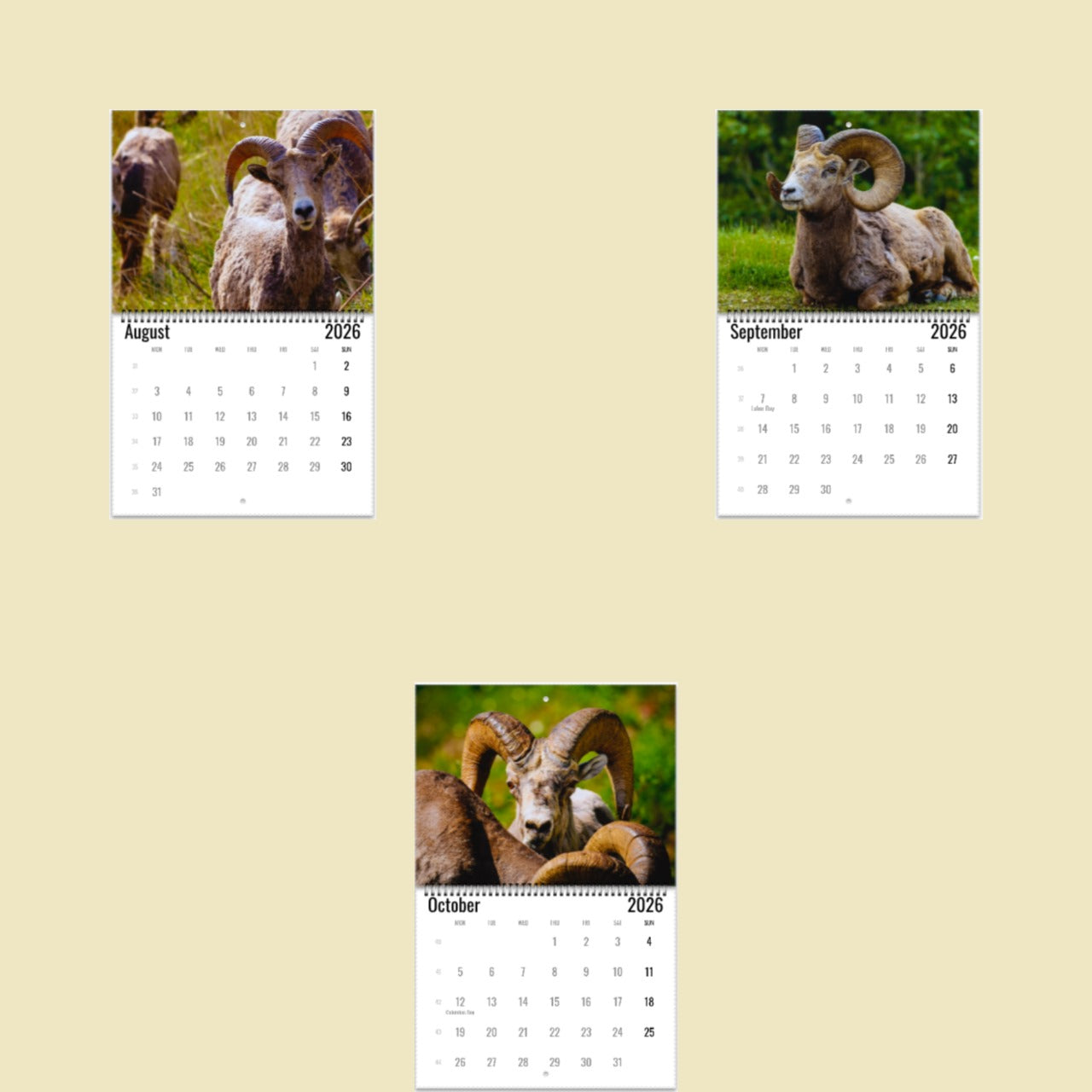 Bighorn Sheep Wall Calendar 2026
