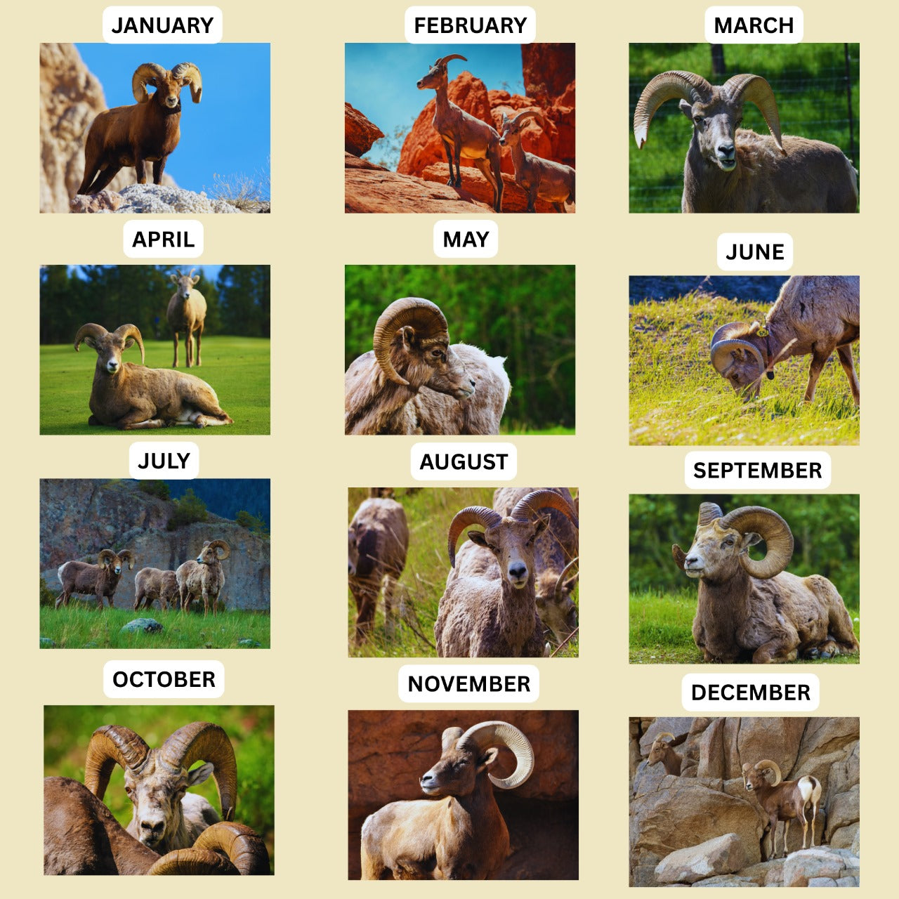 Seasonal display of bighorn sheep in different poses and landscapes.