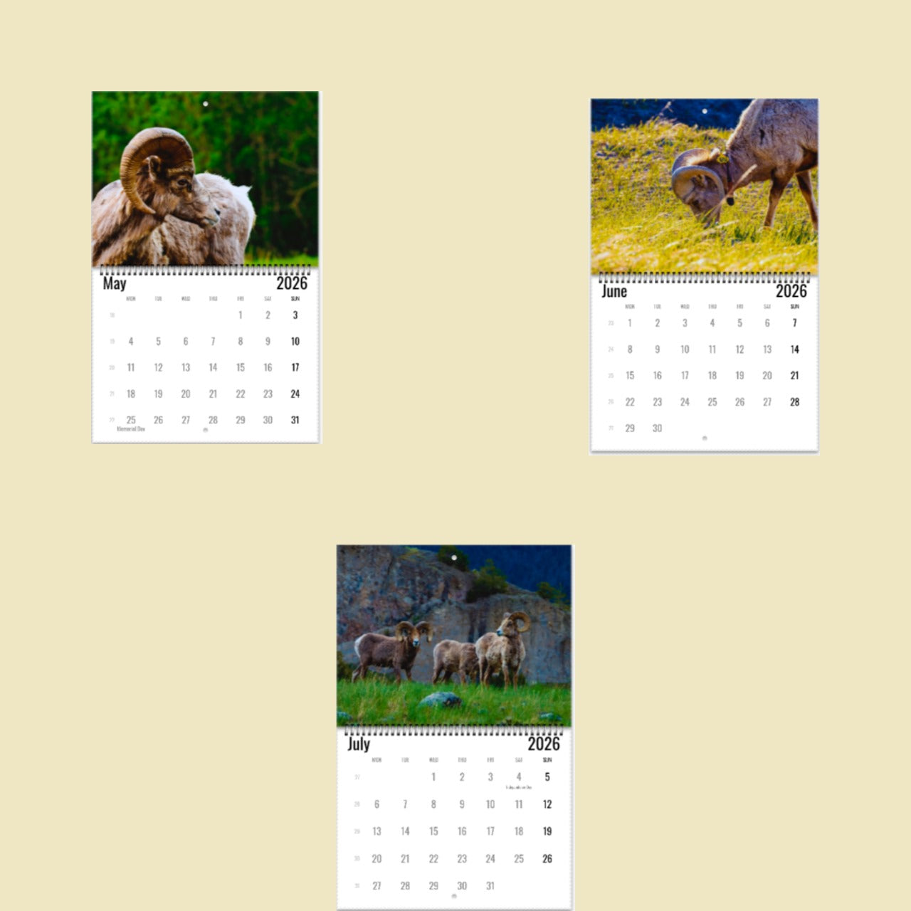 Bighorn Sheep Wall Calendar 2026
