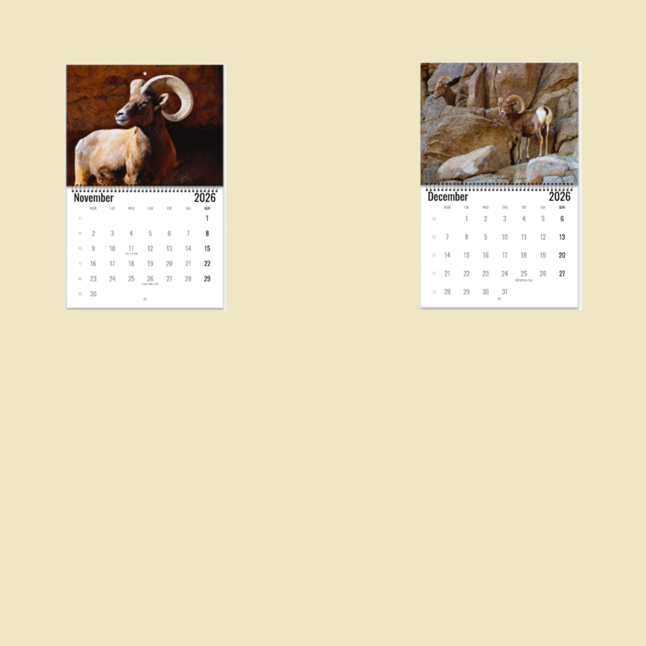 Bighorn Sheep Wall Calendar 2026