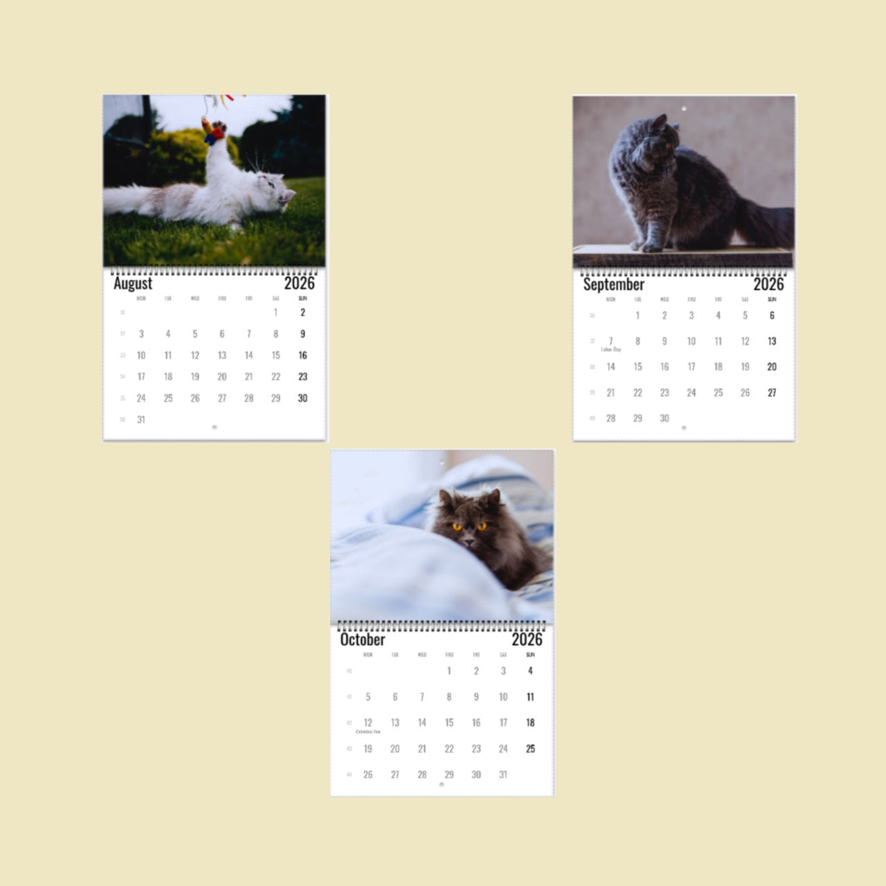 British Longhair Cat Wall Calendar 2026