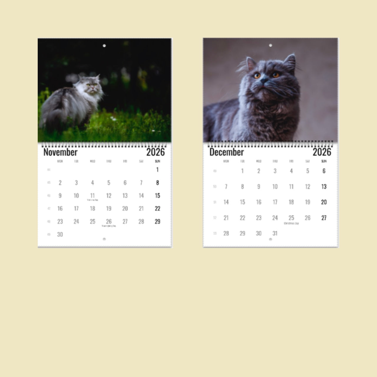 British Longhair Cat Wall Calendar 2026