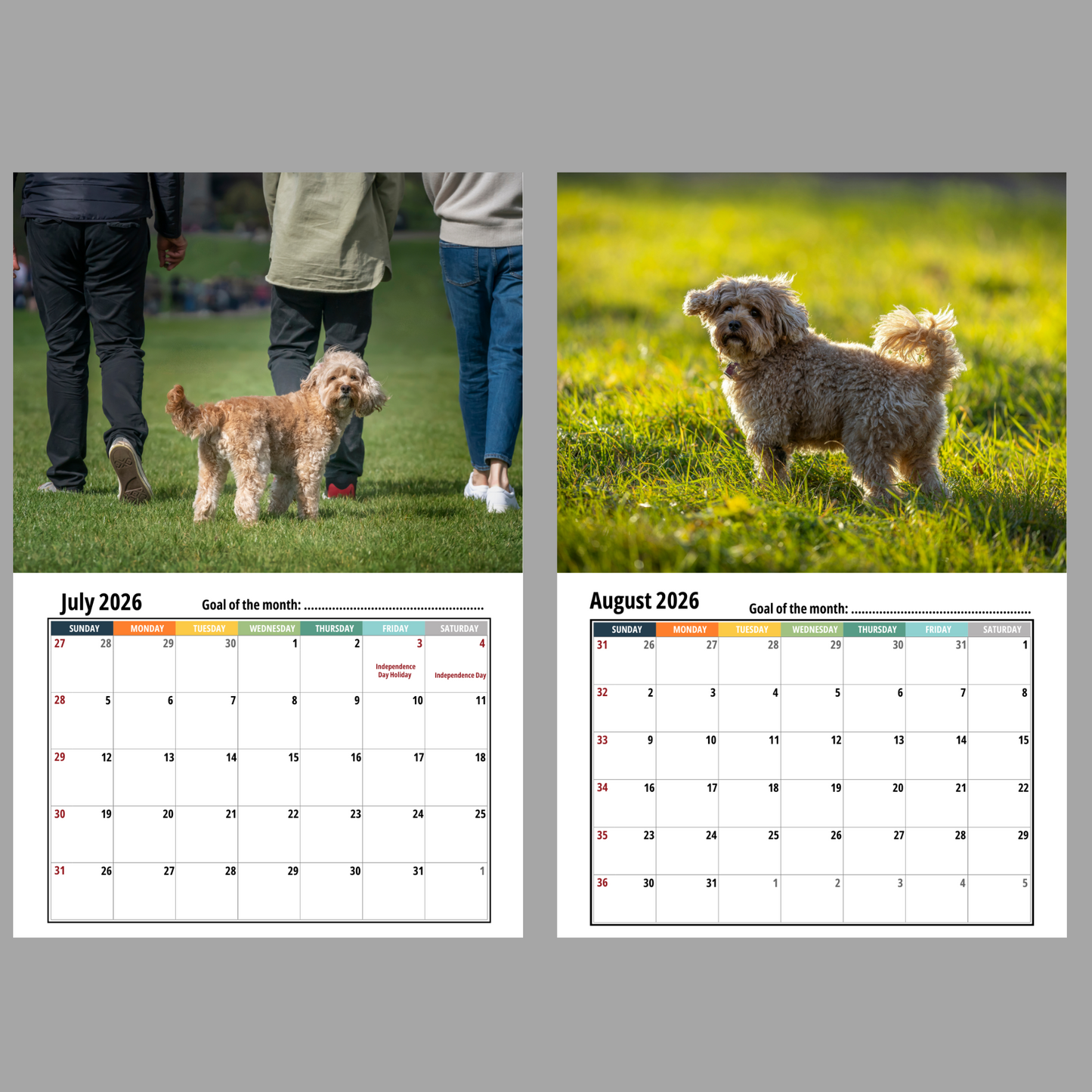 Cavapoo Wall Calendar 2026