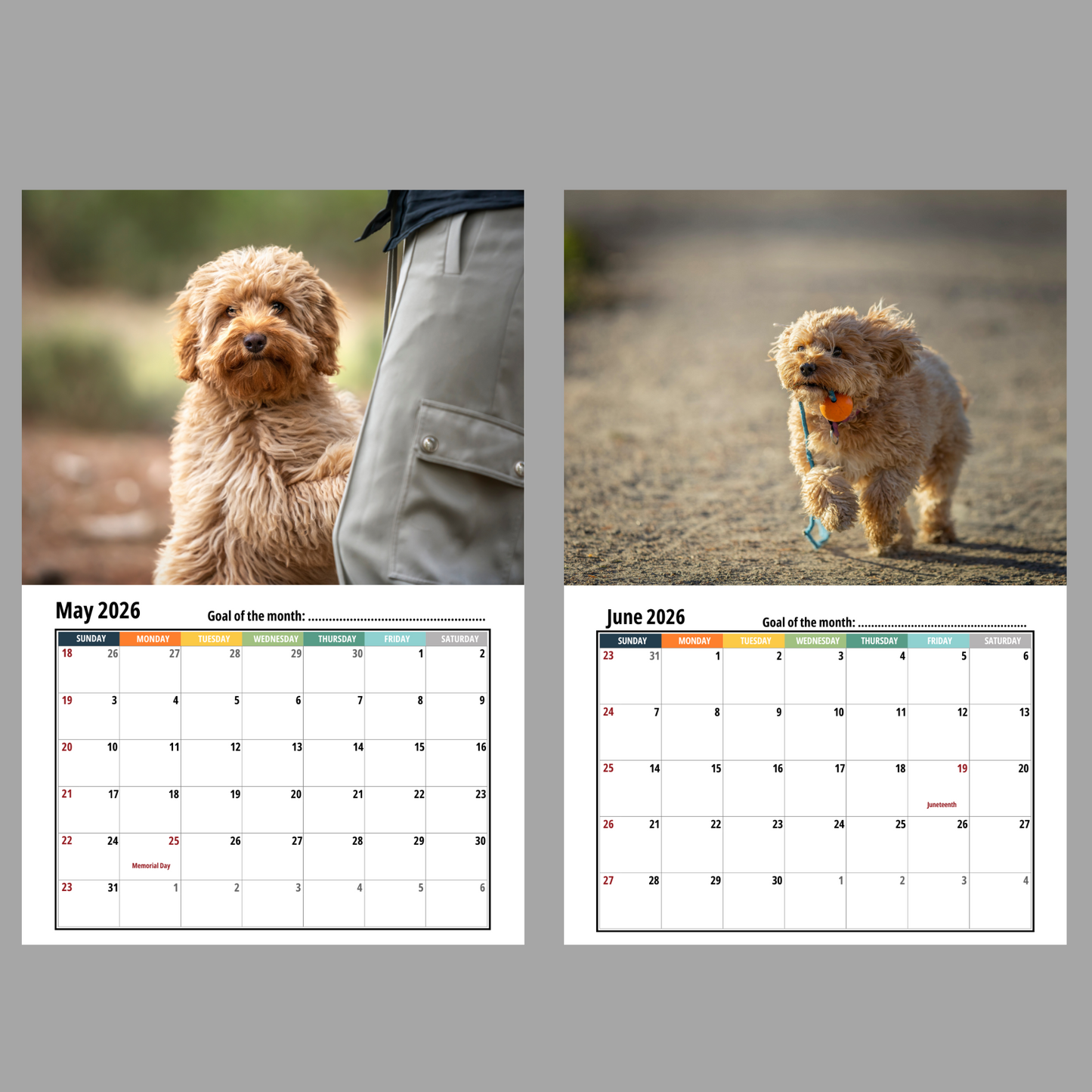 Cavapoo Wall Calendar 2026