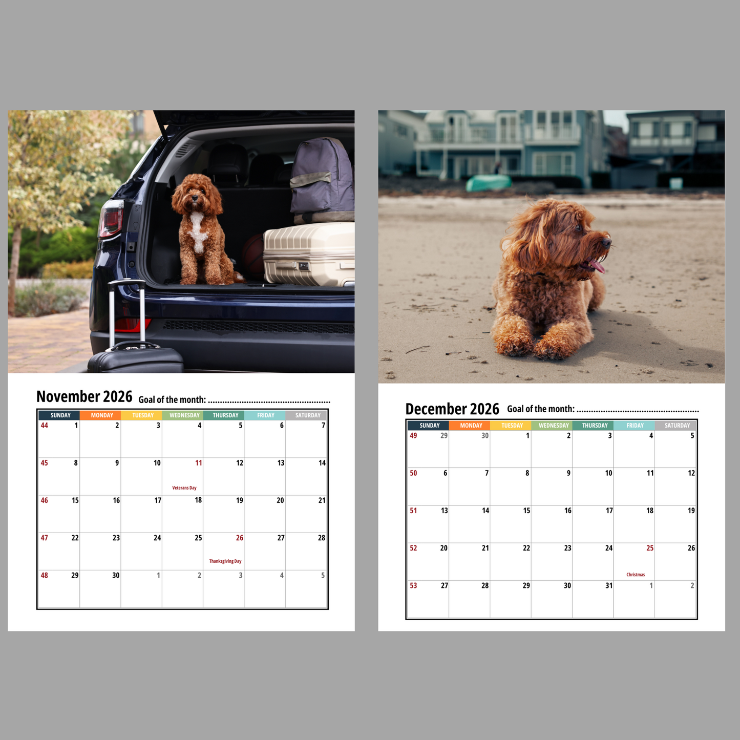 Cavapoo Wall Calendar 2026