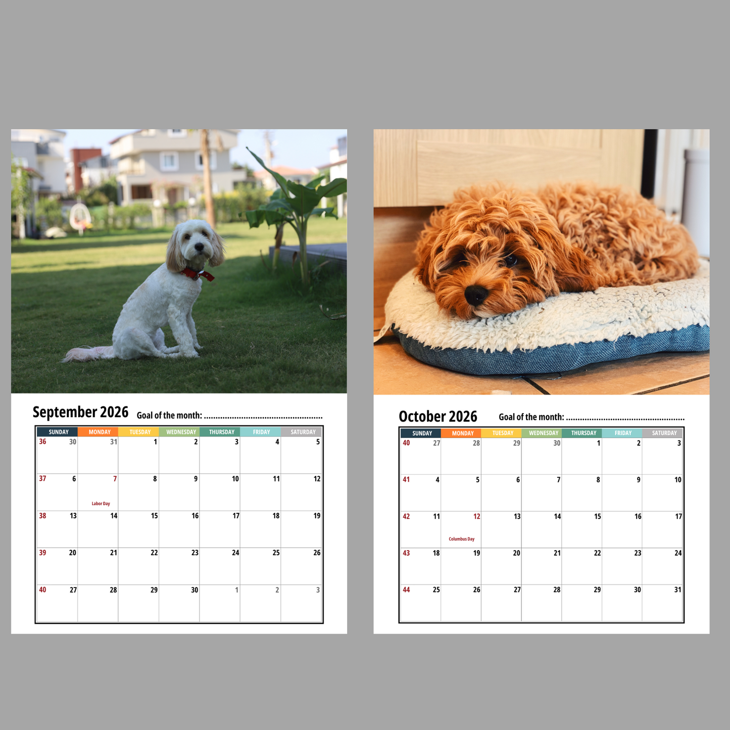 Cavapoo Wall Calendar 2026