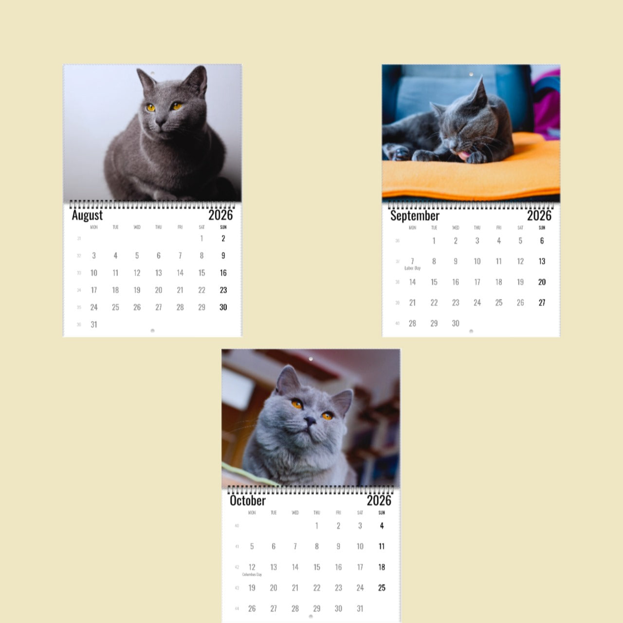 Chartreux Cat Wall Calendar 2026