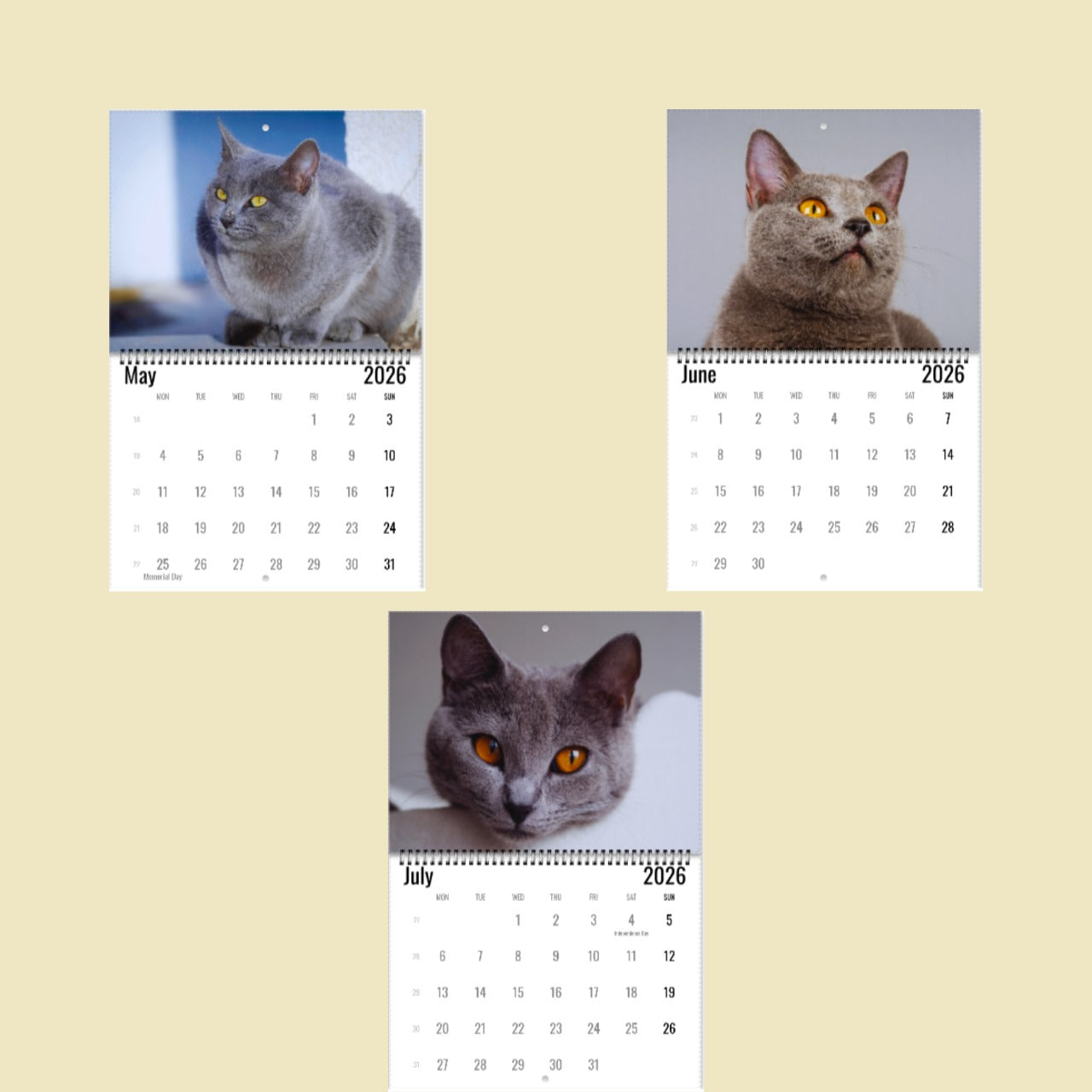 Chartreux Cat Wall Calendar 2026