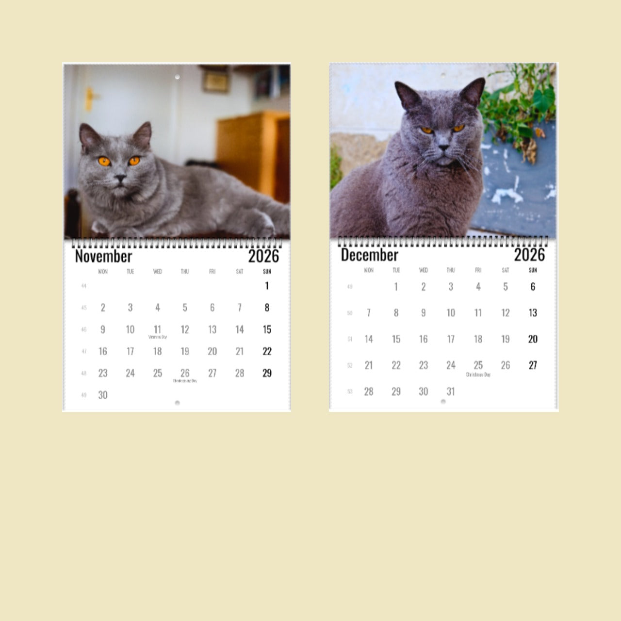 Chartreux Cat Wall Calendar 2026
