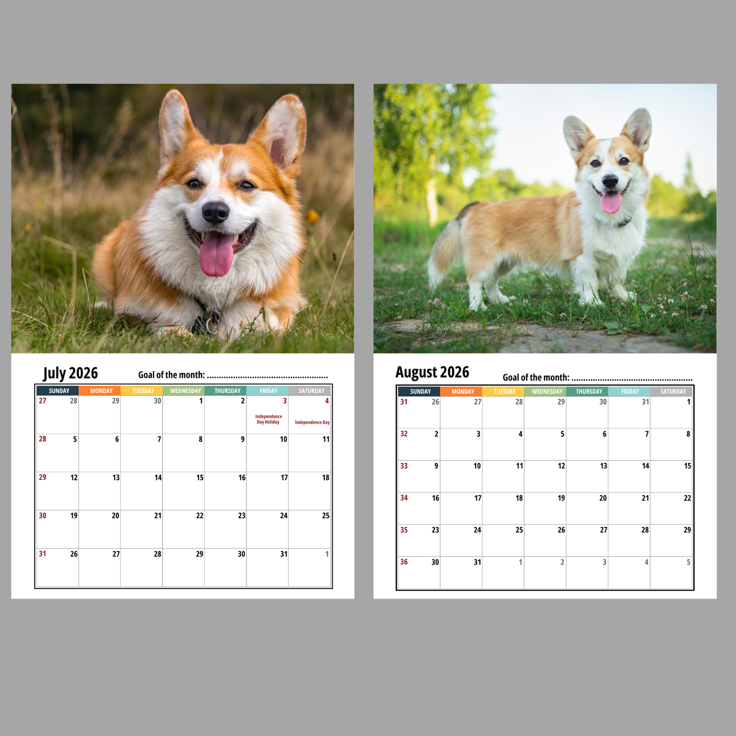 Corgi Wall Calendar 2026