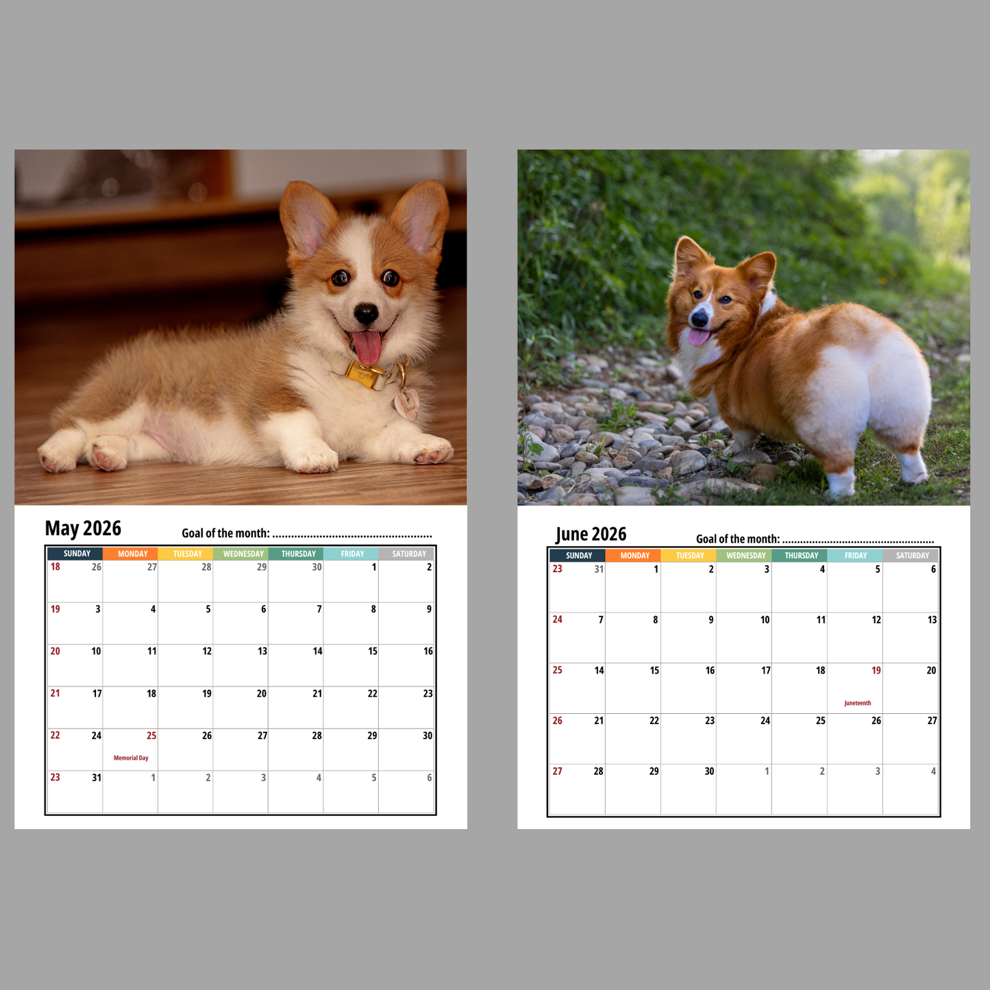 Corgi Wall Calendar 2026