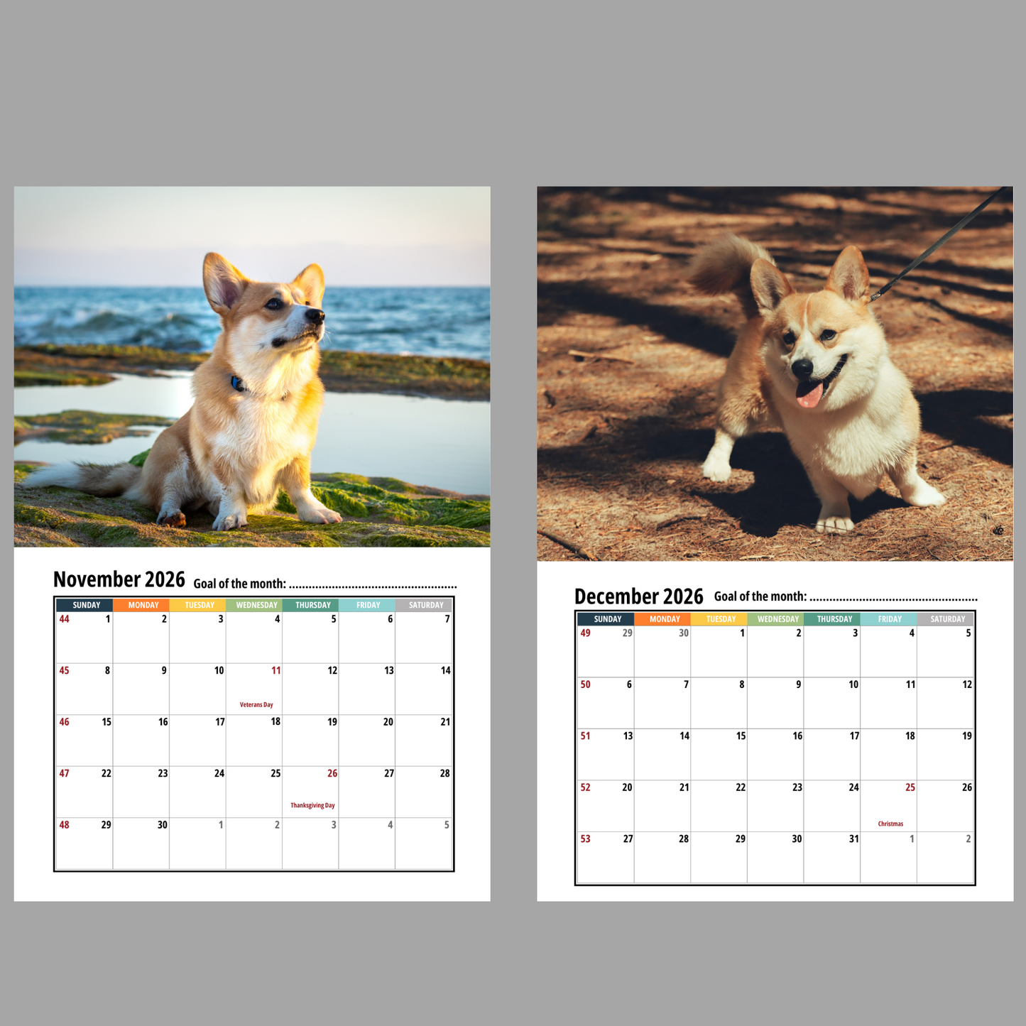 Corgi Wall Calendar 2026