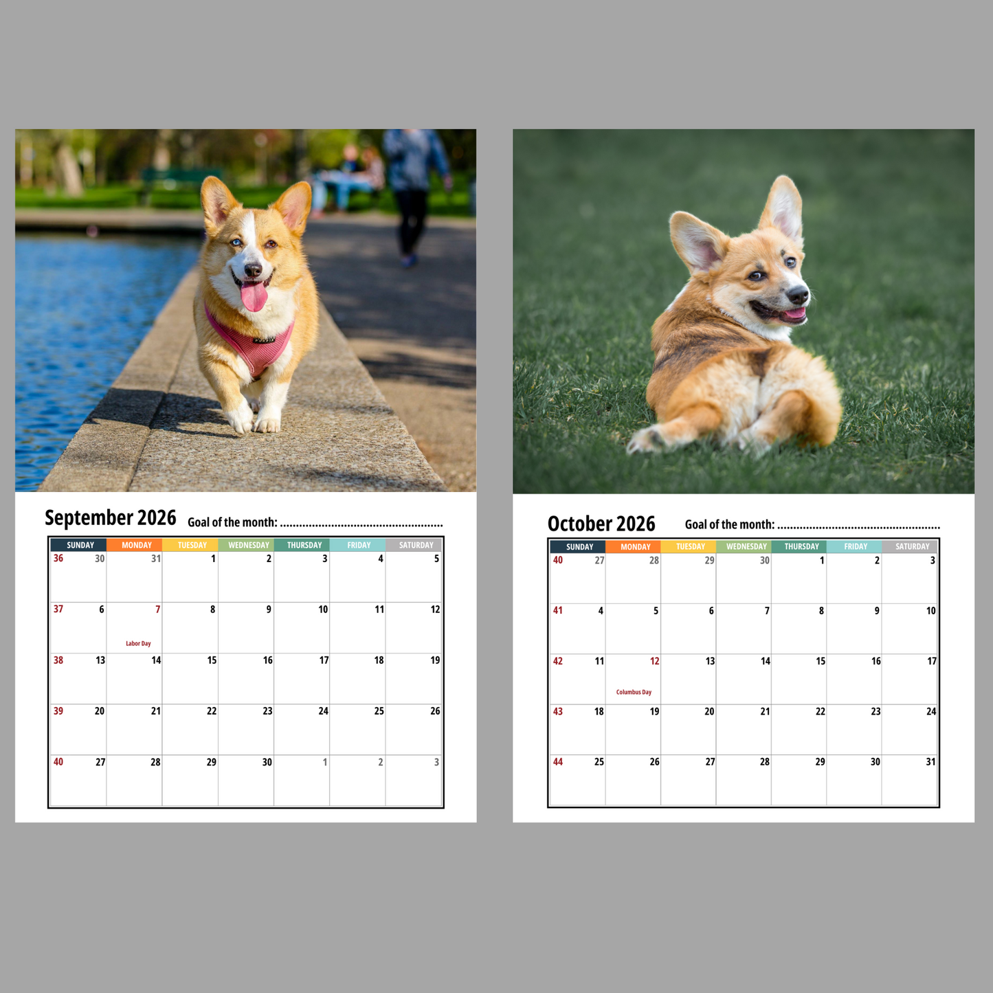 Corgi Wall Calendar 2026