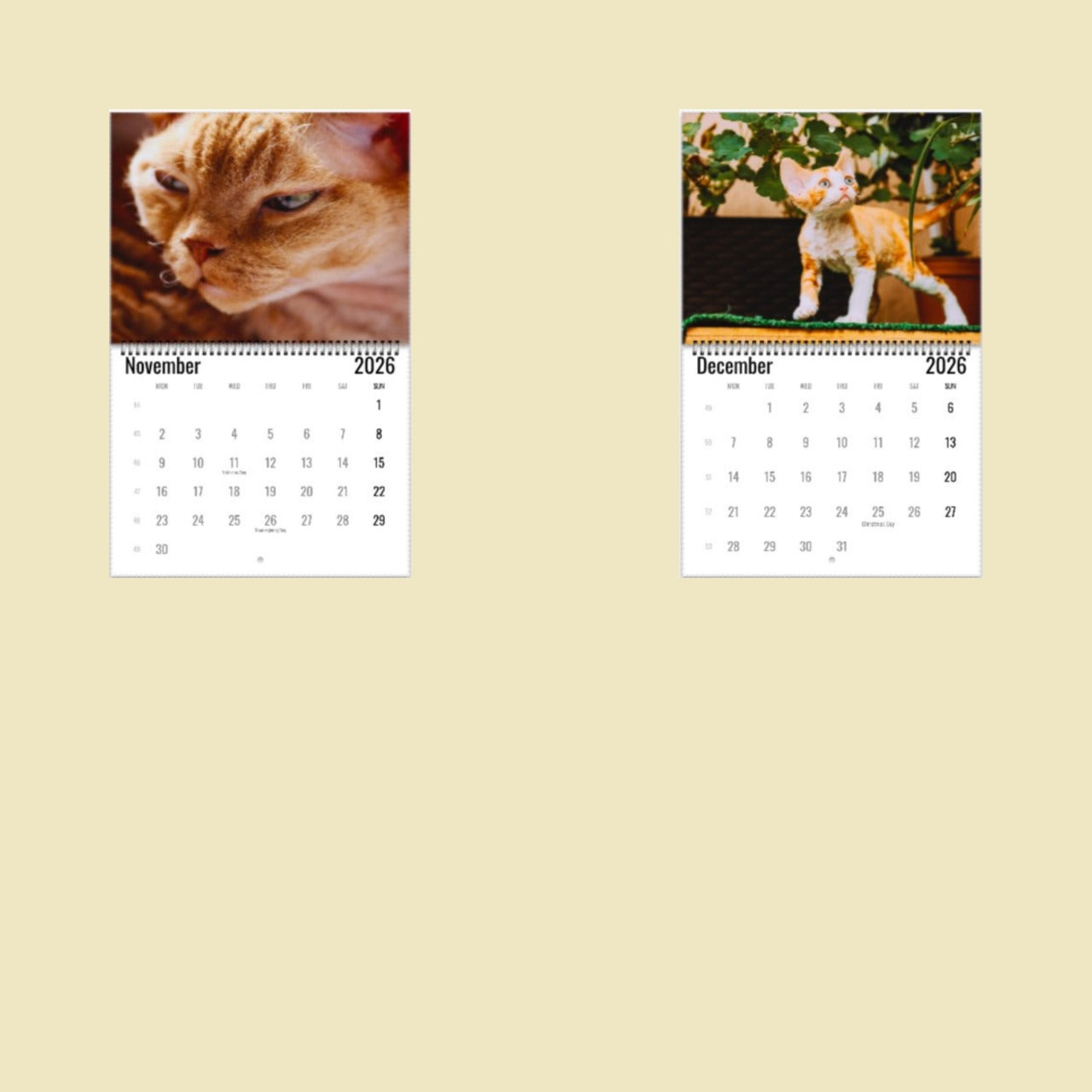 Devon Rex Cat Wall Calendar 2026