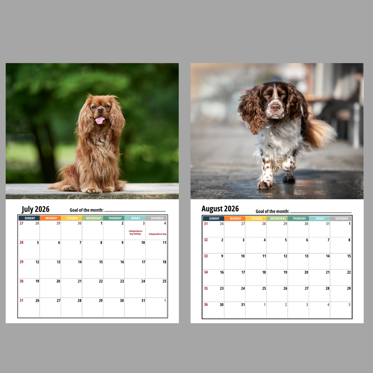 Field Spaniel Wall Calendar 2026