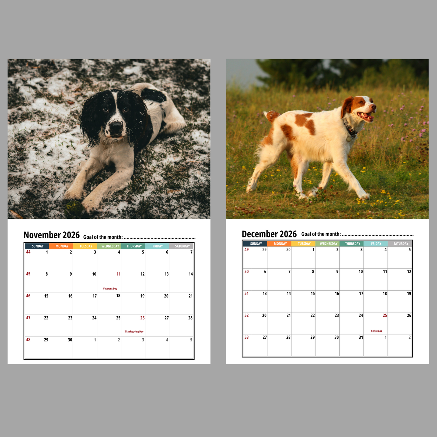 Field Spaniel Wall Calendar 2026