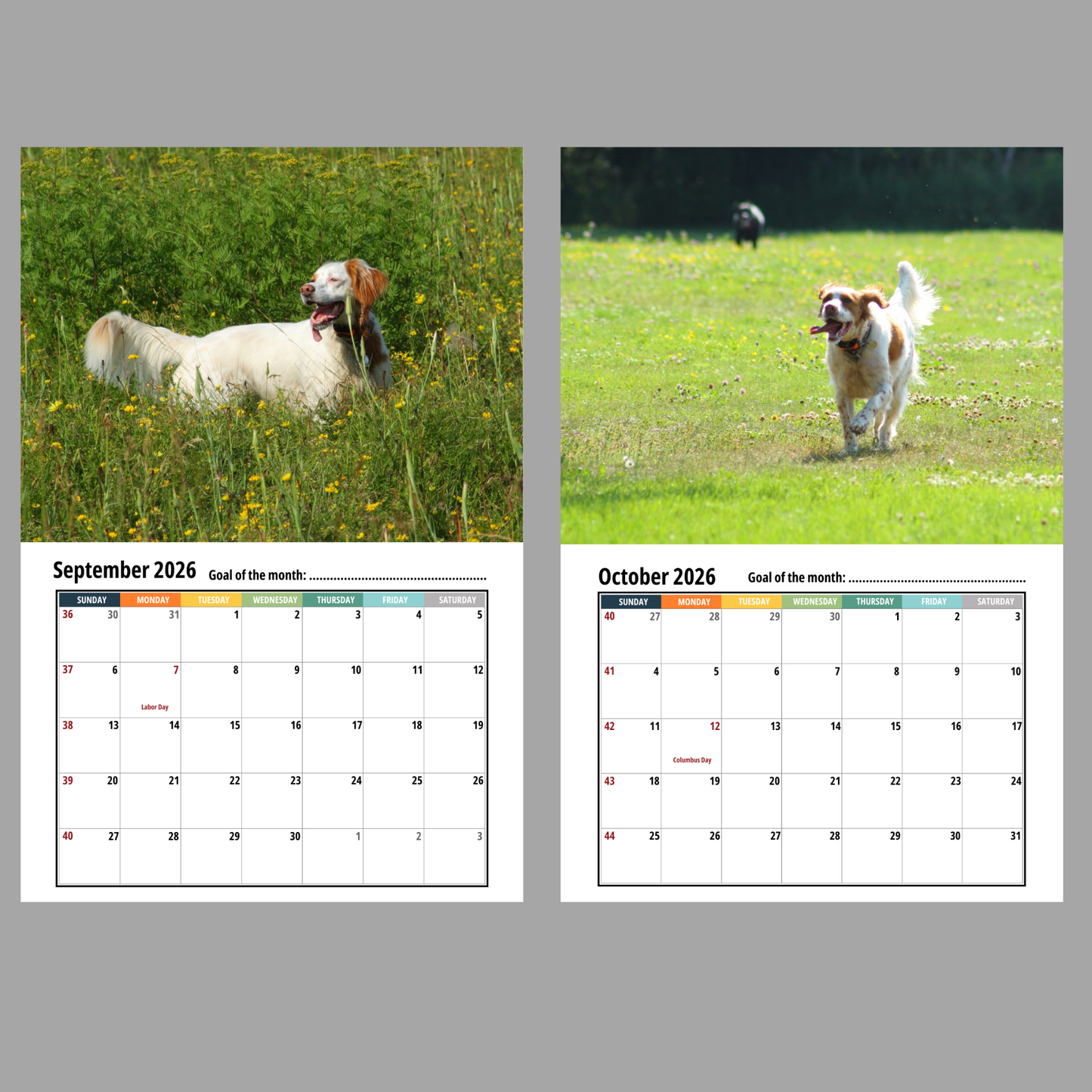 Field Spaniel Wall Calendar 2026