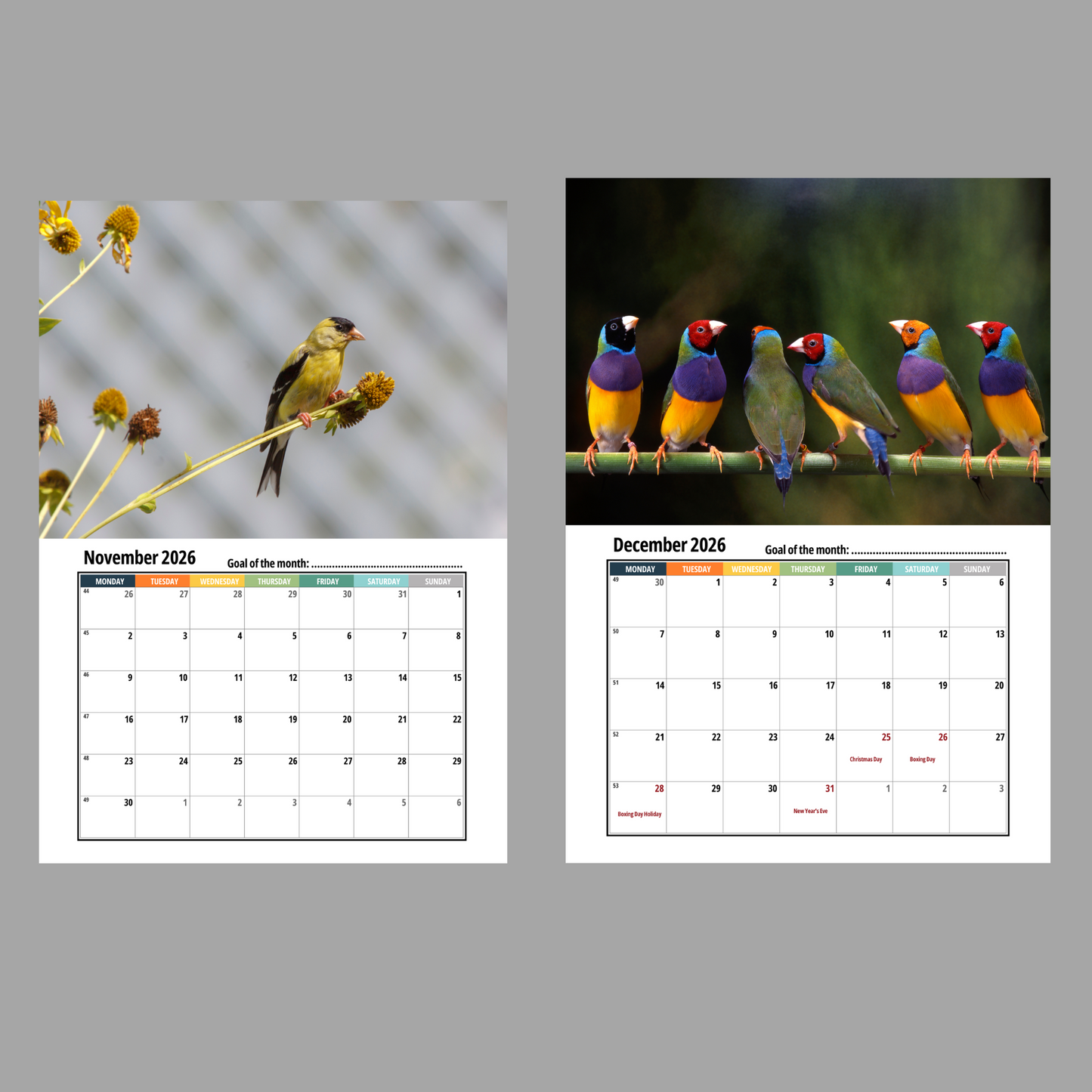Finches Wall Calendar 2026