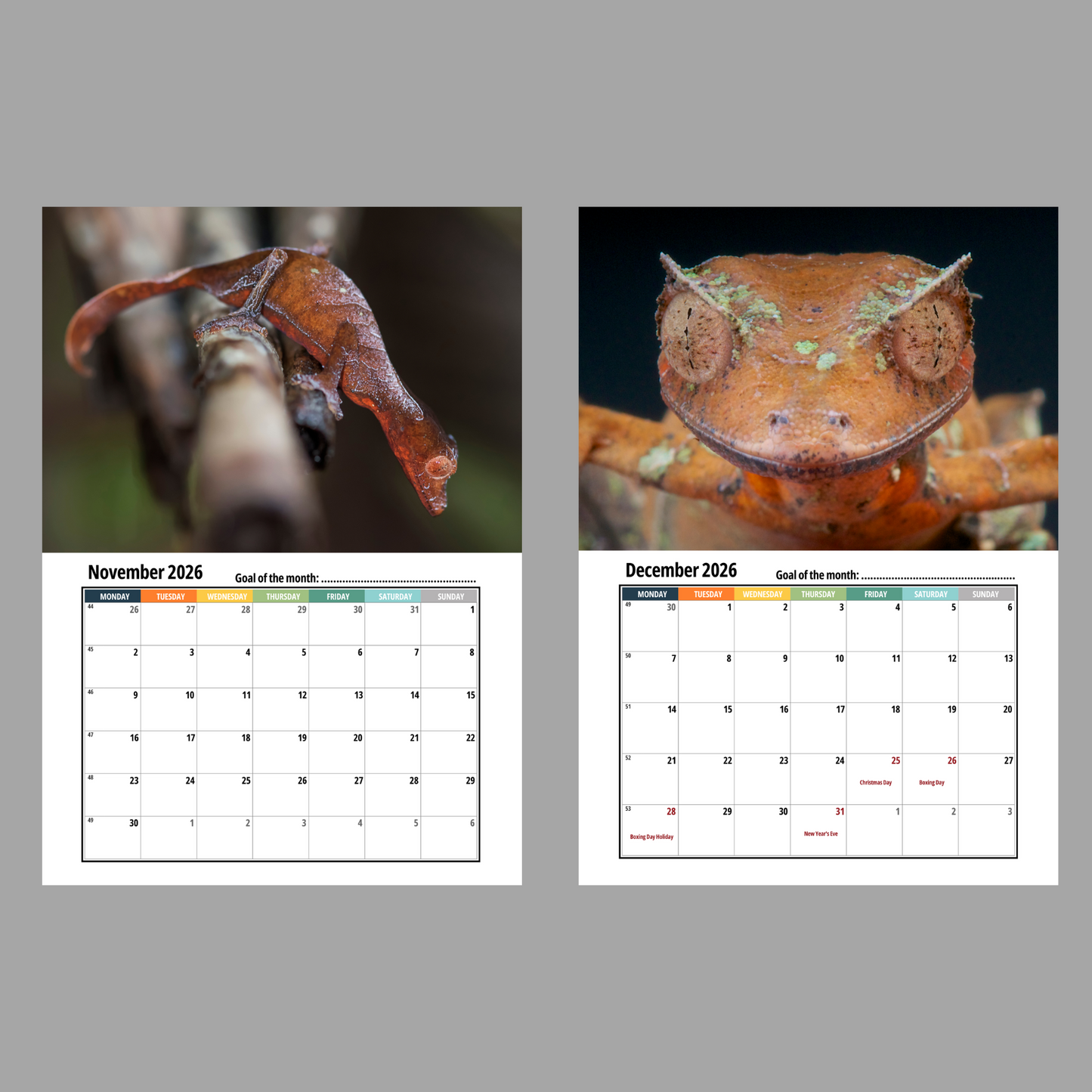 Gecko Wall Calendar 2026