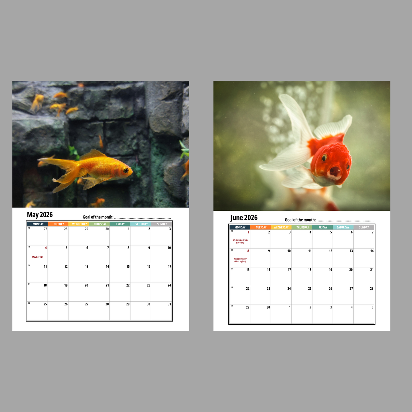 Goldfish Wall Calendar 2026