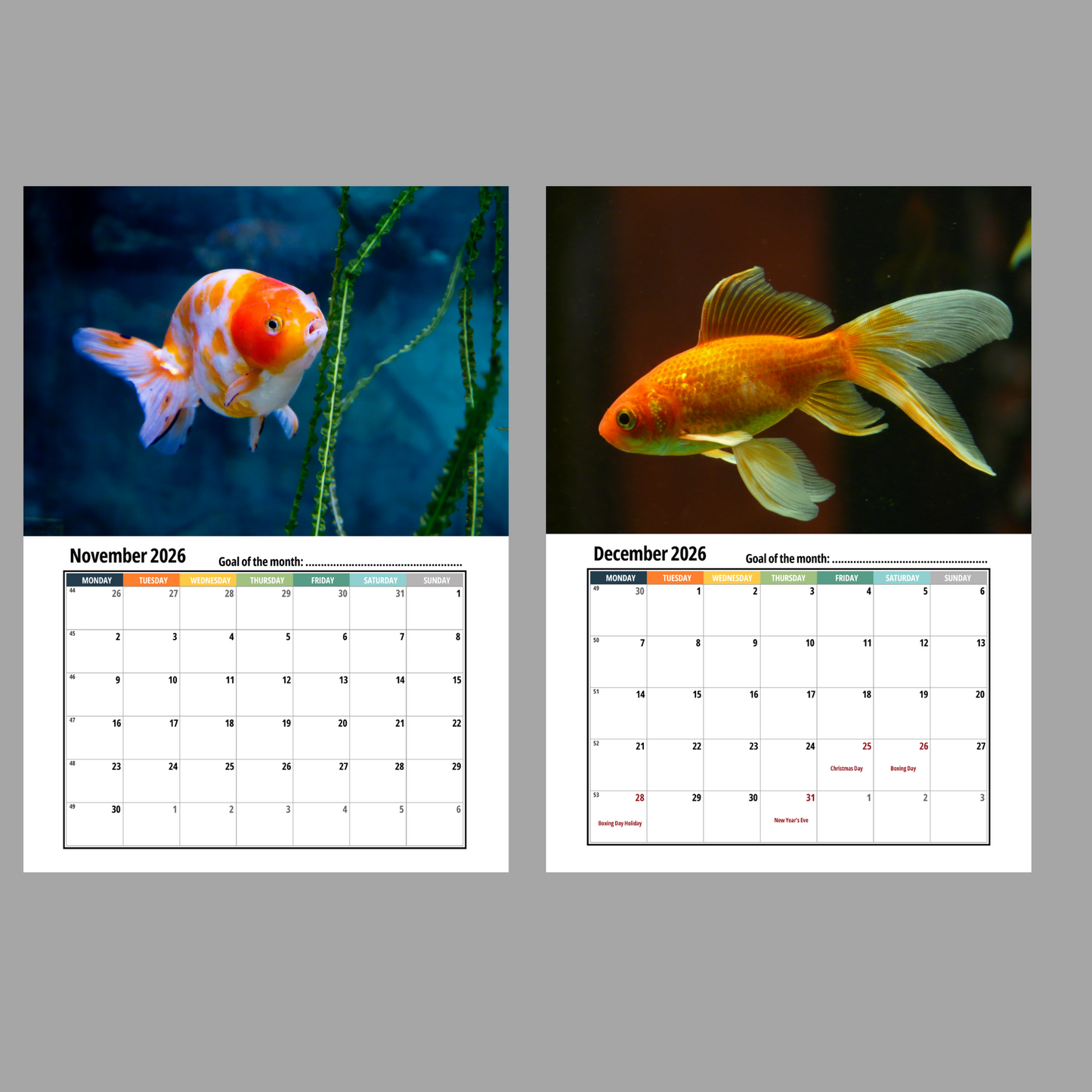 Goldfish Wall Calendar 2026