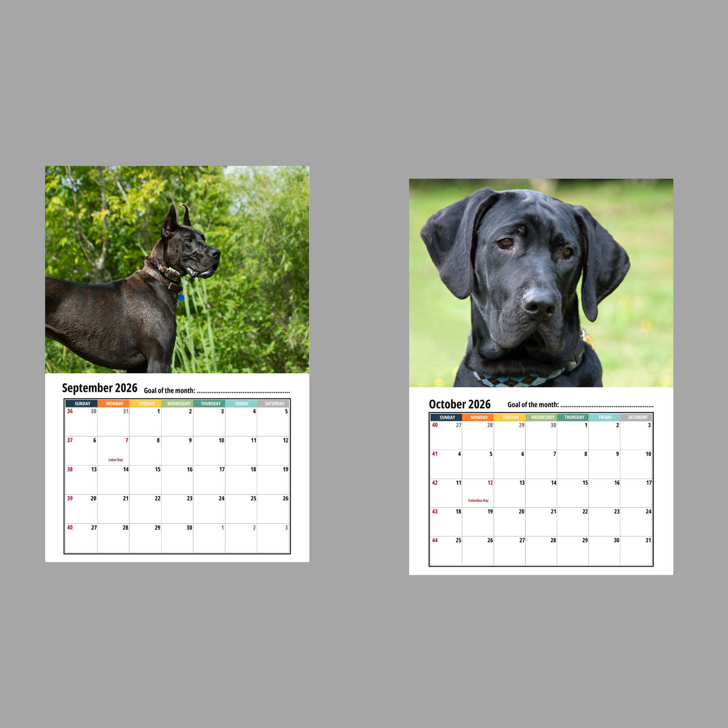 Great Dane Wall Calendar 2026