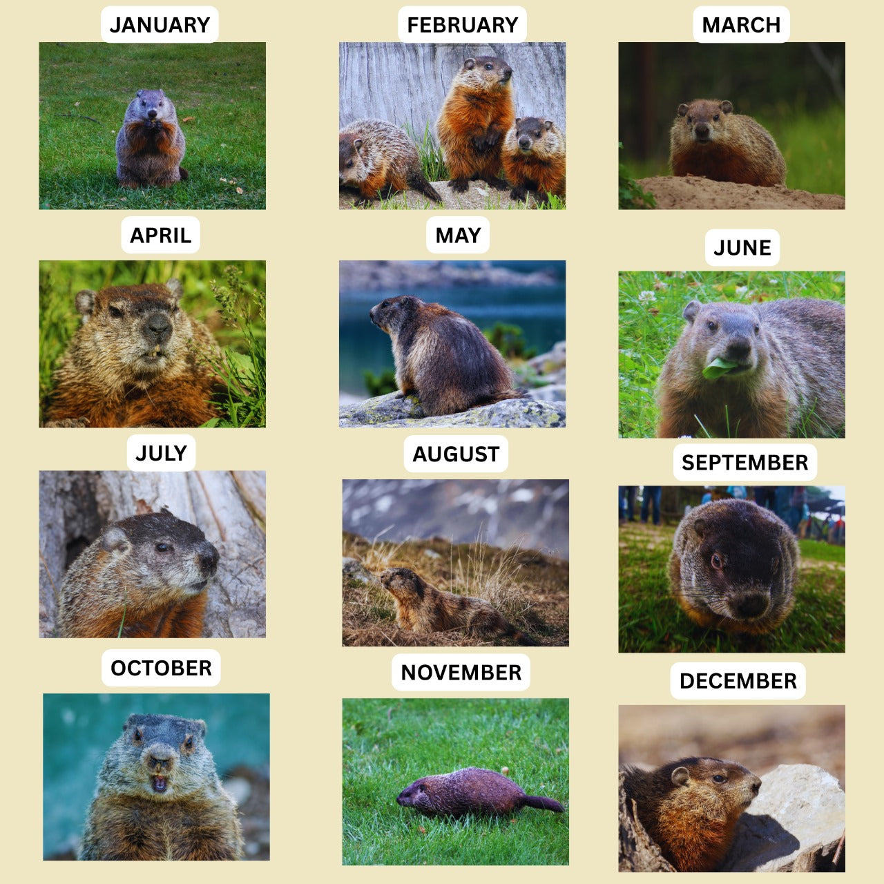 groundhog calendar 2026