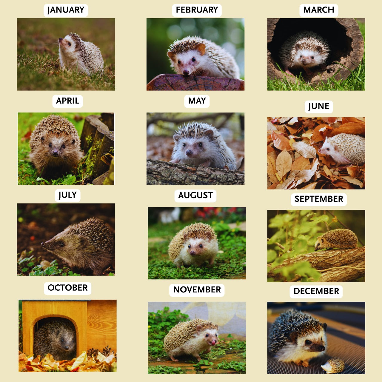 hedgehog_jan-dec 2026