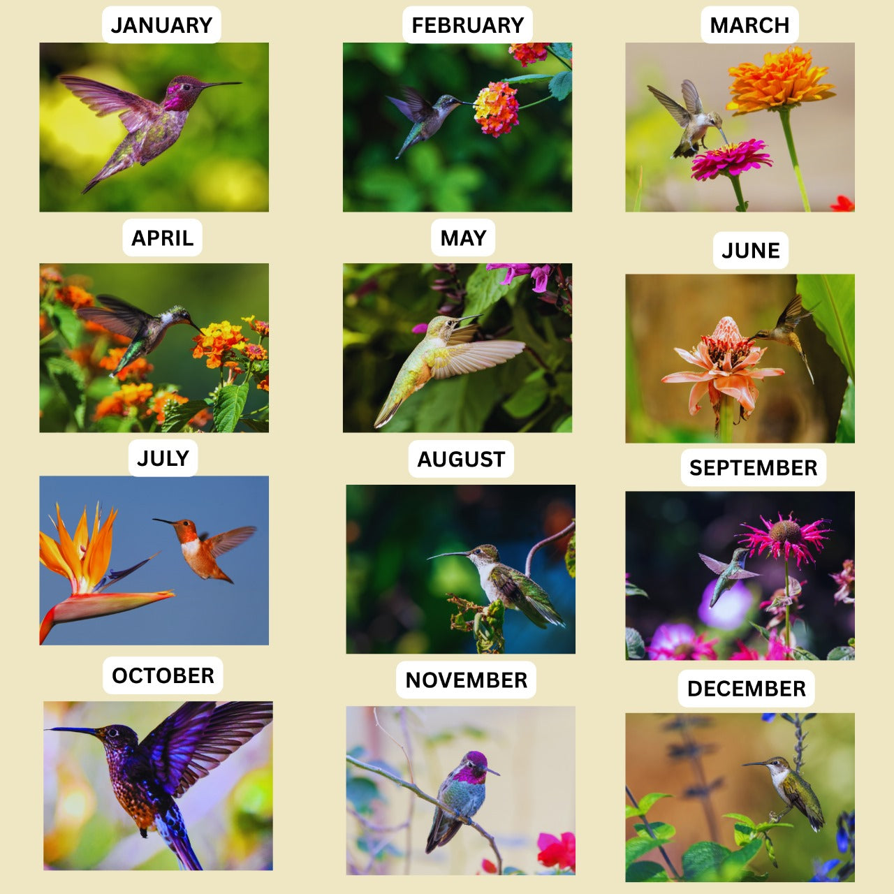 Monthly calendar with hummingbirds and flowers for each month on a beige background.