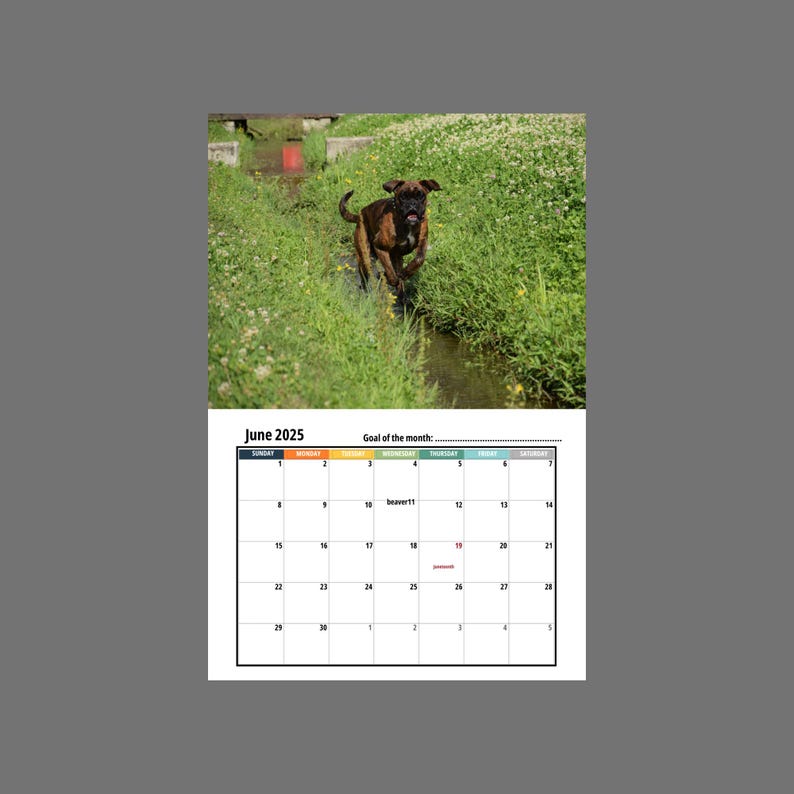 Boxer Dog Wall Calendar 2025