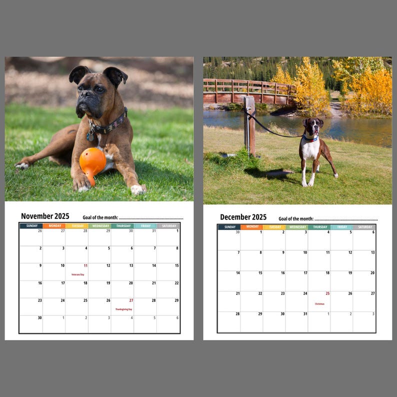 Boxer Dog Wall Calendar 2025