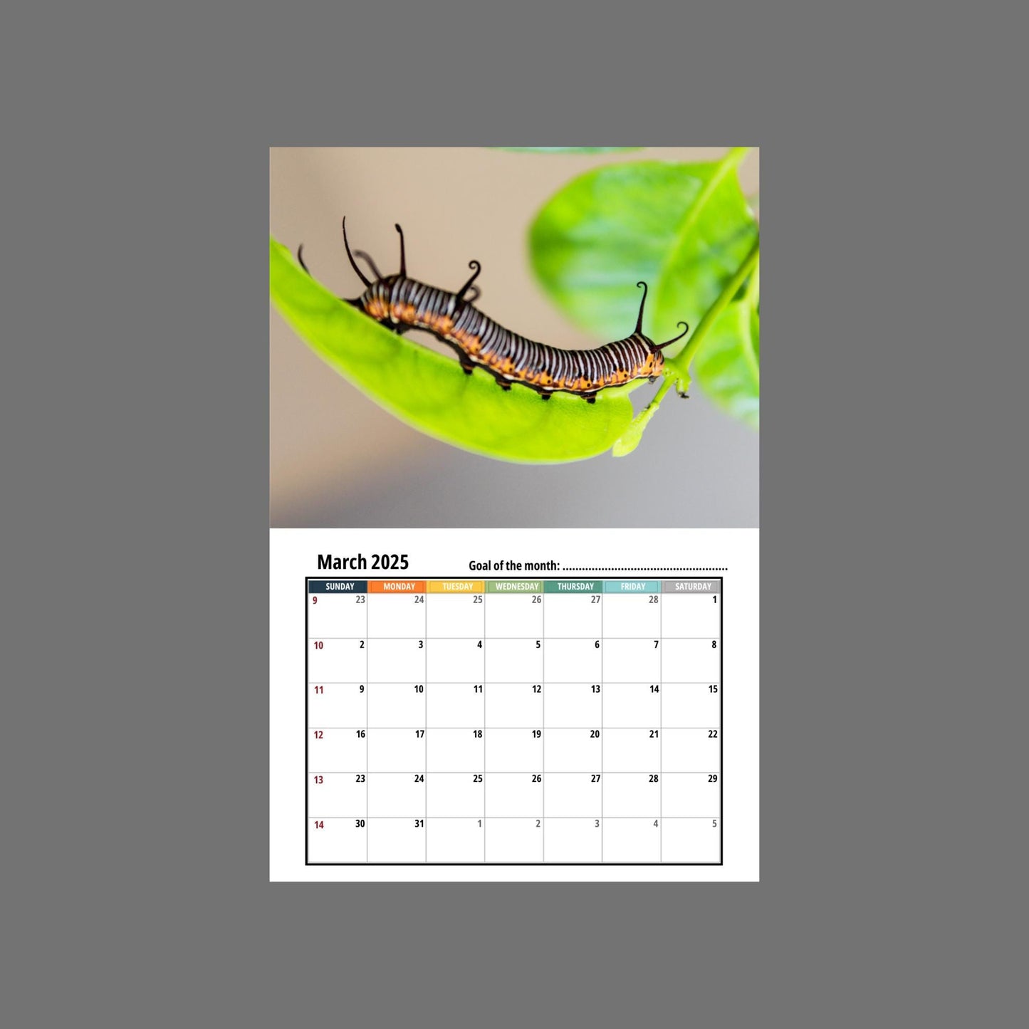 Caterpillar Wall calendar 2025