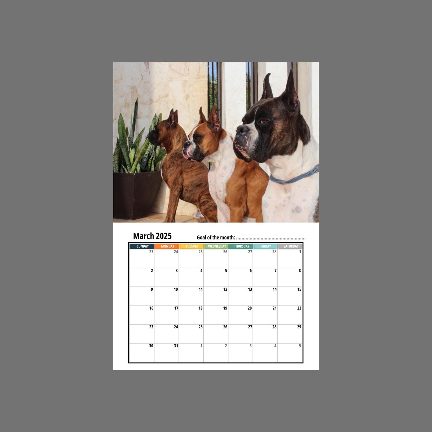Boxer Dog Wall Calendar 2025