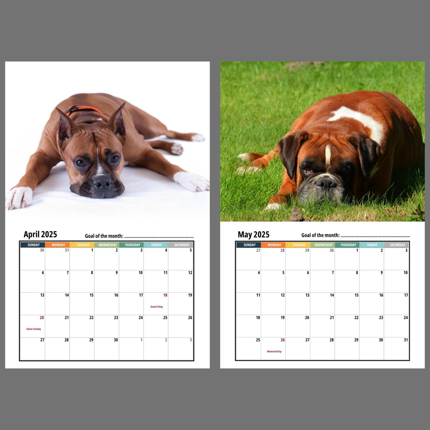 Boxer Dog Wall Calendar 2025