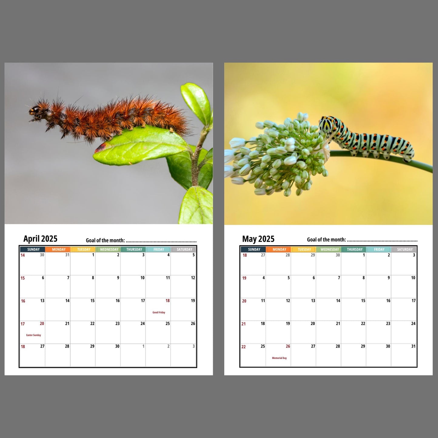 Caterpillar Wall calendar 2025